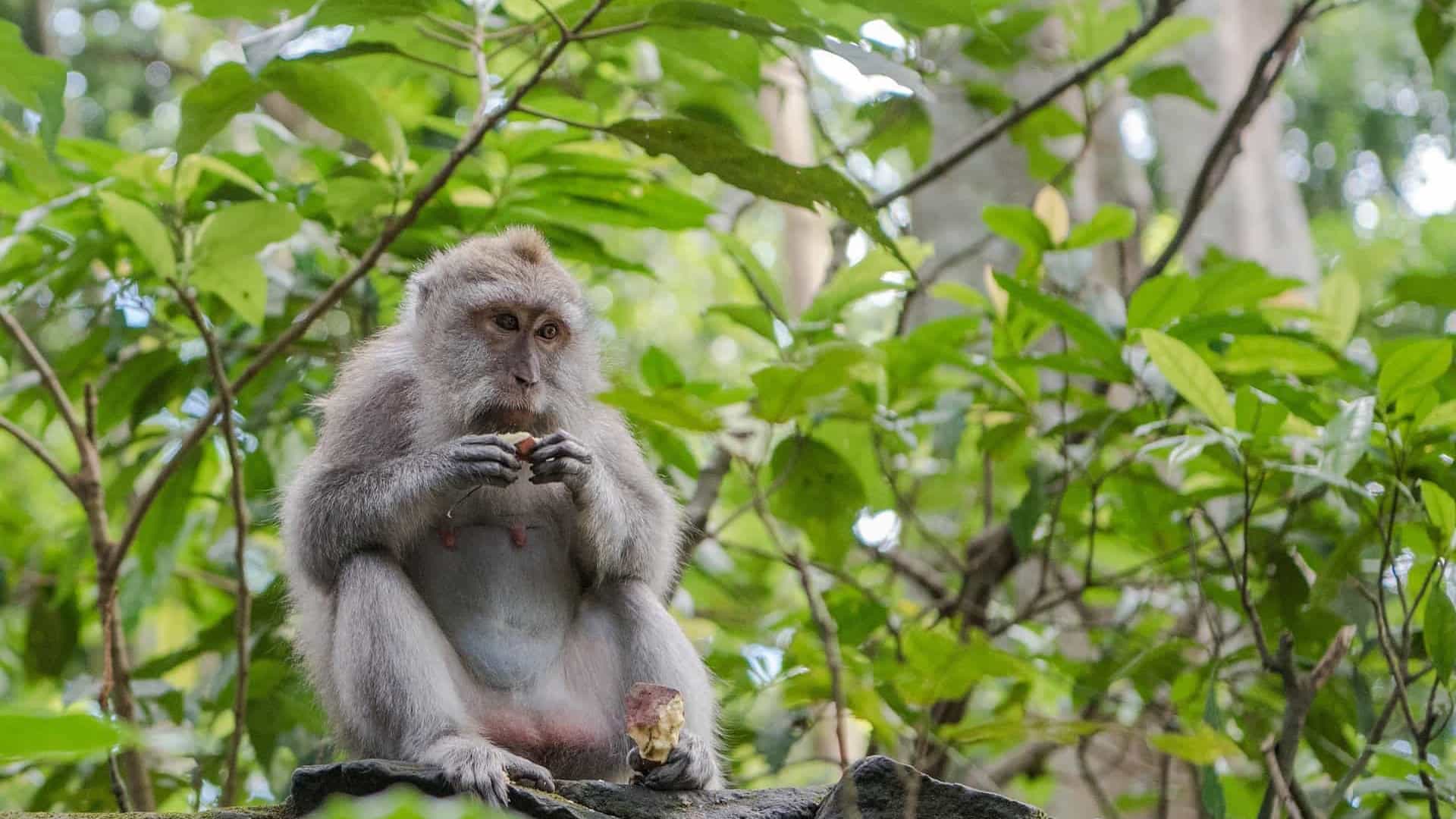 População de animais em florestas cai pela metade desde 1970