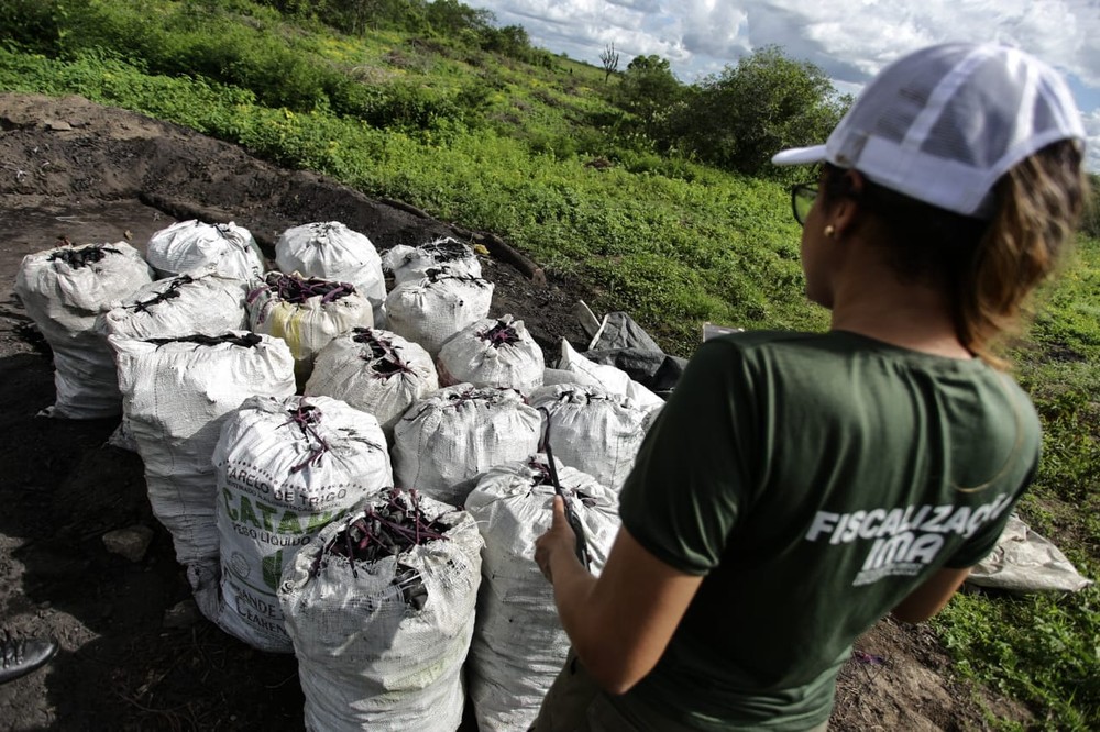 FPI do São Francisco flagra corte de vegetação nativa para produção de carvão
