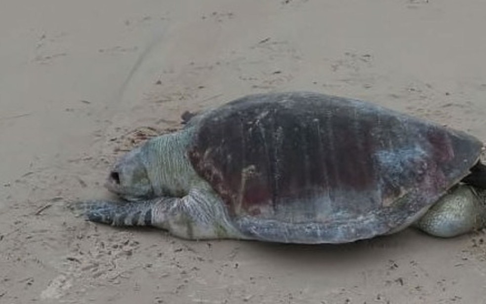 Tartaruga é achada morta em praia do sul da Bahia após ficar presa em rede de pesca