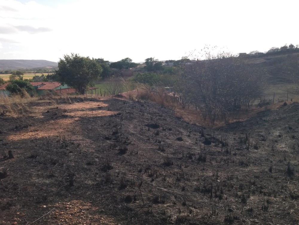 Queimada atinge 50 hectares de vegetação e destrói pastos em Várzea Alegre, no Ceará