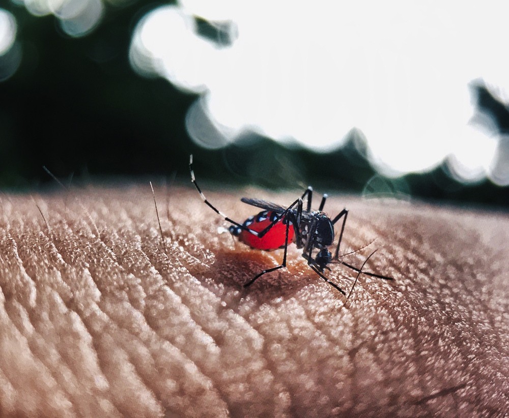 Piauí registra quatro vezes mais casos de dengue em 2019