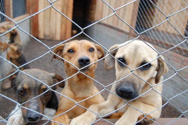 Senado vota projeto que proíbe eliminação de cães e gatos por centros de zoonoses