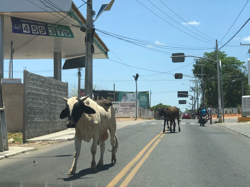Animais soltos causam perigo na avenida Virgílio Távora, em Juazeiro do Norte-CE