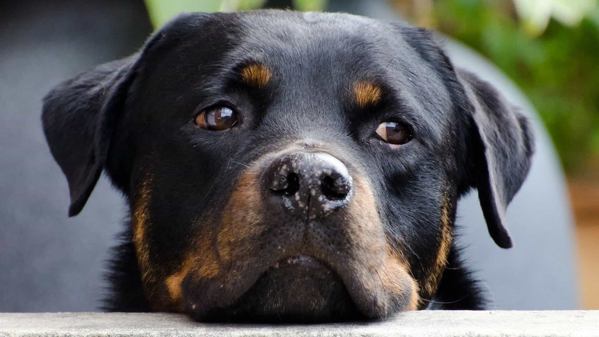 Bebê de 1 ano é morto por rottweiler no Rio Grande do Sul