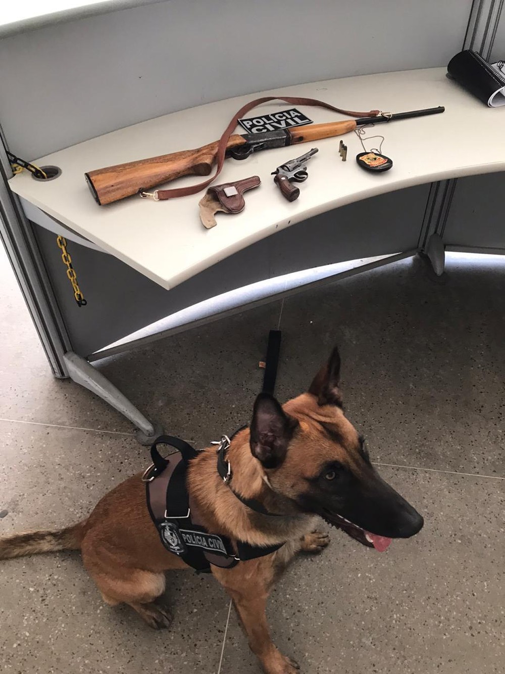 Em seu primeiro dia de atuação, cão farejador ajuda polícia a localizar armas e suspeito é preso no interior do Ceará