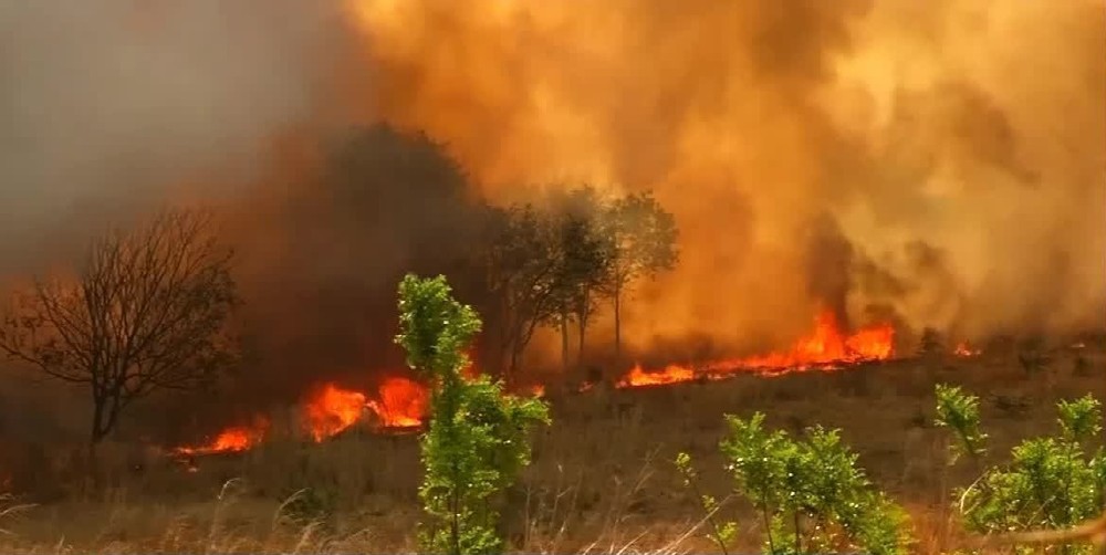 Ceará passa de mil focos de incêndio no ano e agrava falta de alimento e água para animais