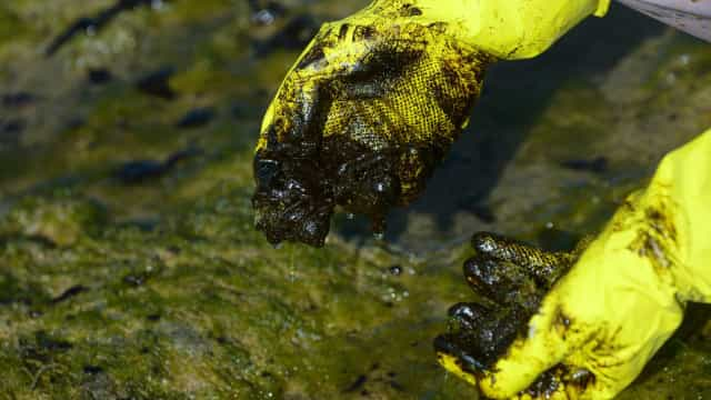 Óleo atinge local de desova de tartarugas no Espírito Santo