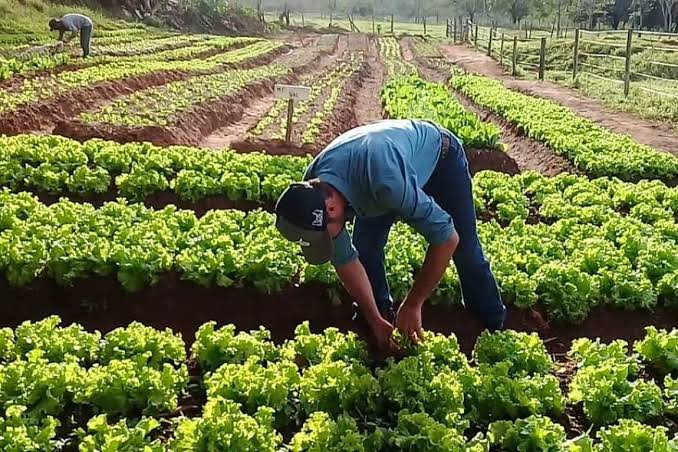 Resultado de imagem para Agroamigo supera marca de R$ 2 bilhões