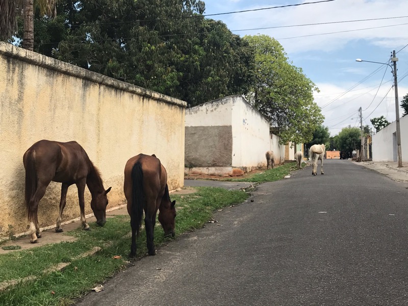 Juazeiro: Moradora denuncia animais soltos no bairro Timbaúba