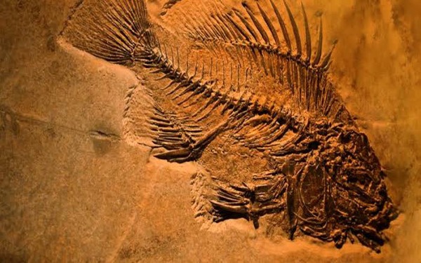 Paleofesta promove valorização e resgate de fósseis em Santana do Cariri