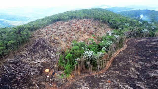 Desmate na Amazônia voltou a subir, apontam dados do Inpe