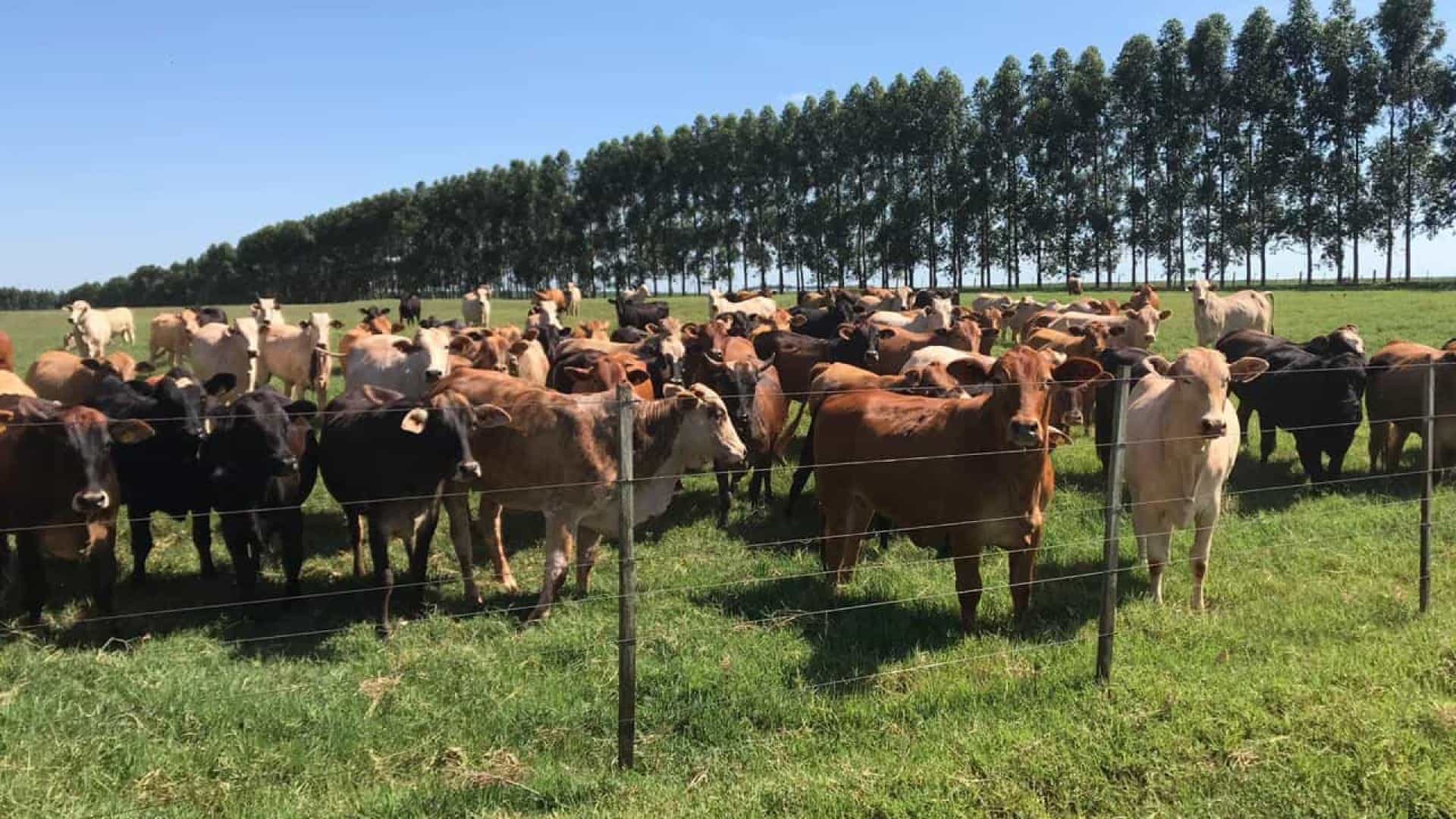 Brasil dirá aos EUA que não vê necessidade de nova inspeção de carne