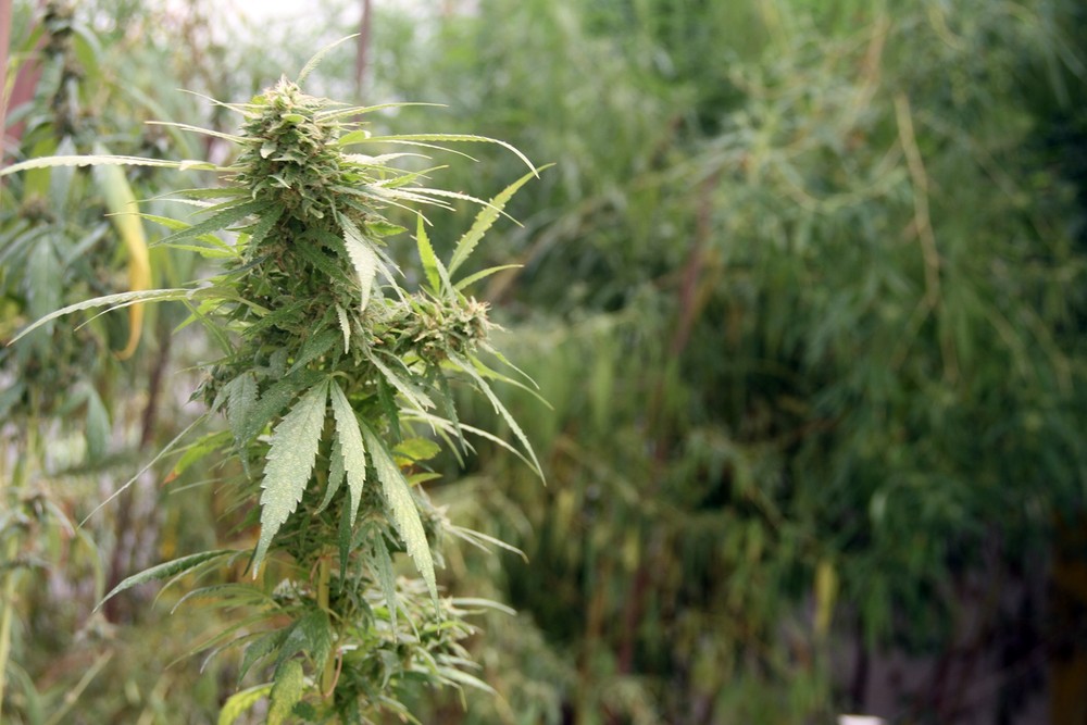Denúncia anônima contra tráfico de drogas leva PM a plantação legalizada de maconha, na PB