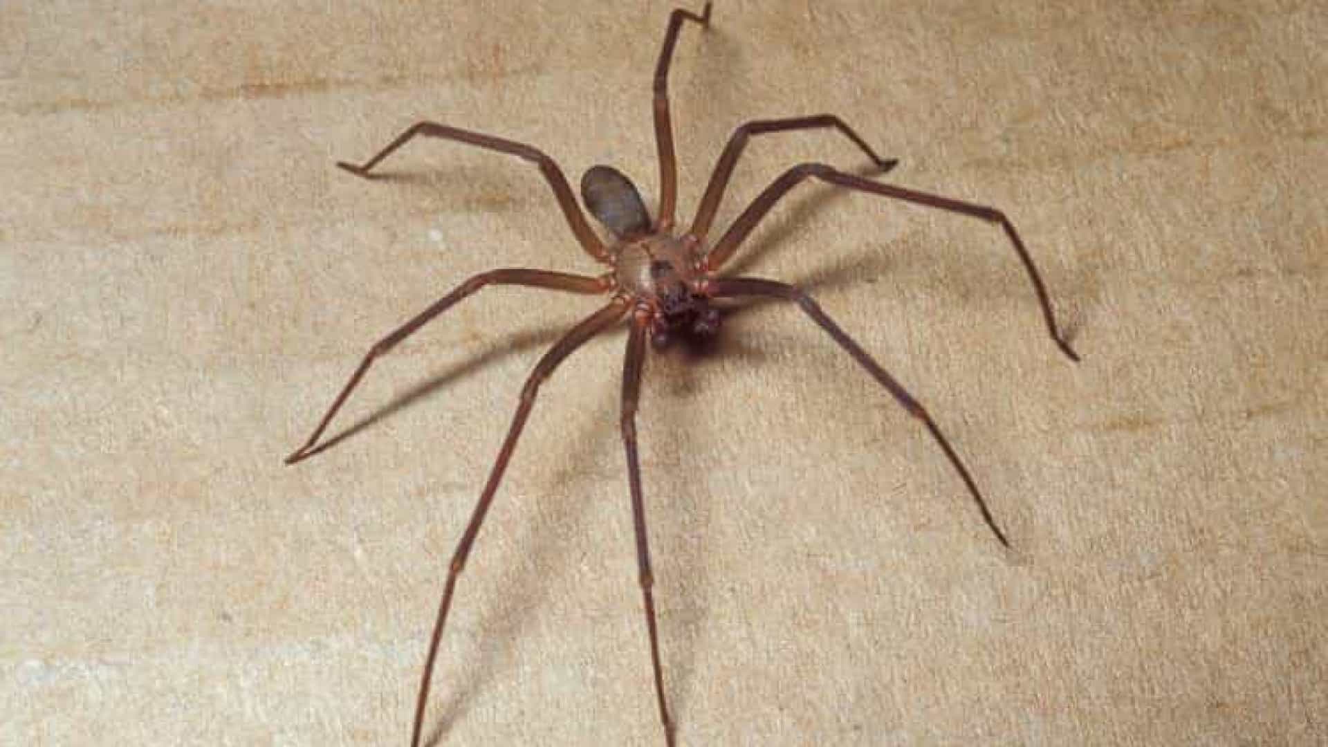 Duas pessoas morreram após serem picadas por aranhas