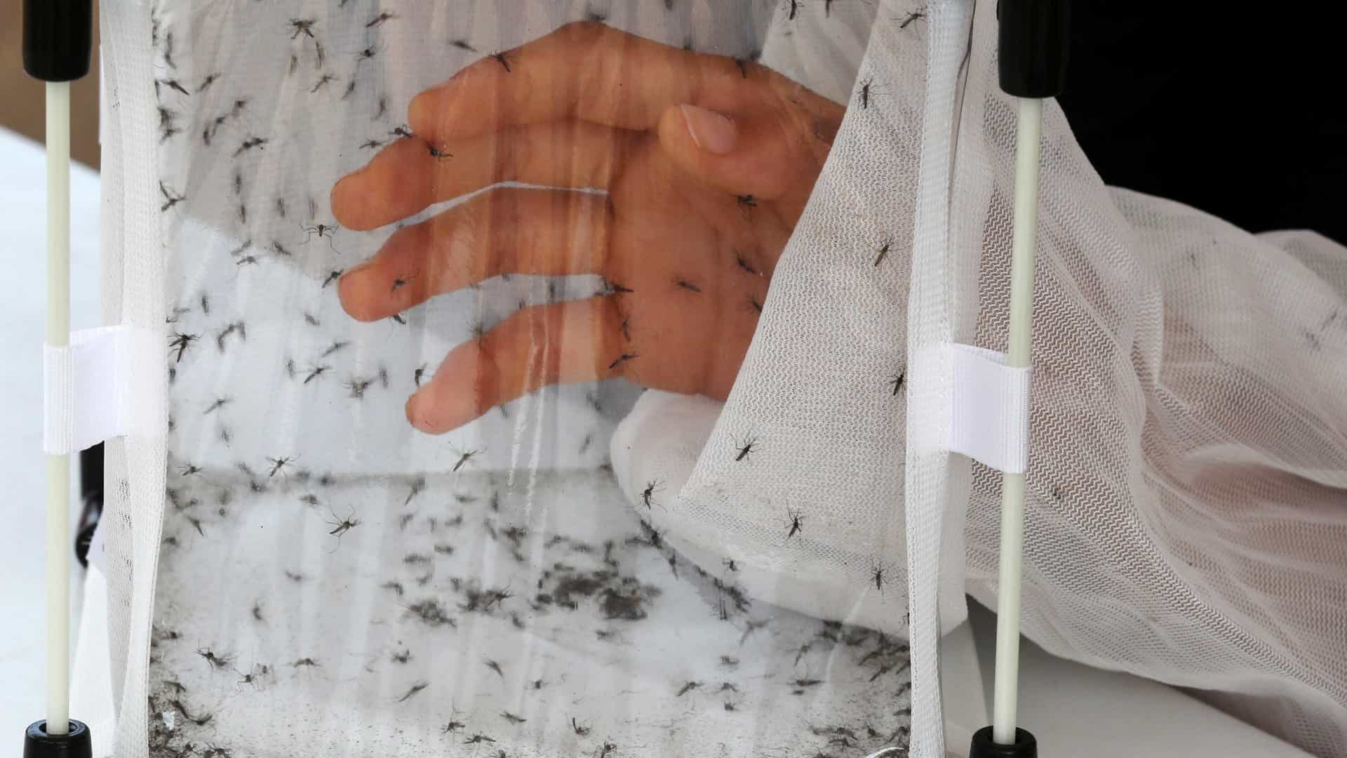 Município do Rio registra 37.973 casos de chikungunya em 2019
