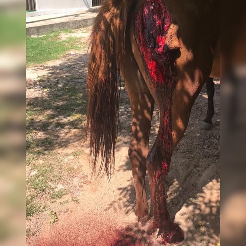 Associação de animais resgata cavalo agredido a golpe de facão em Crato-CE  e pede ajuda nas redes sociais