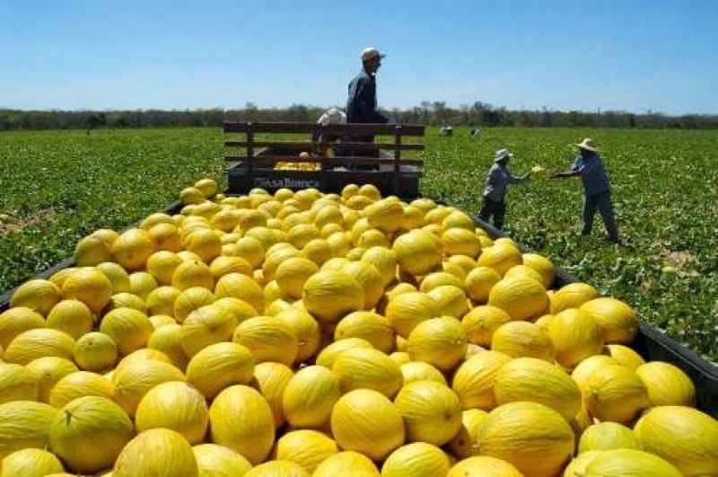Mercado chinês está oficialmente aberto para exportação de melão produzido no Ceará