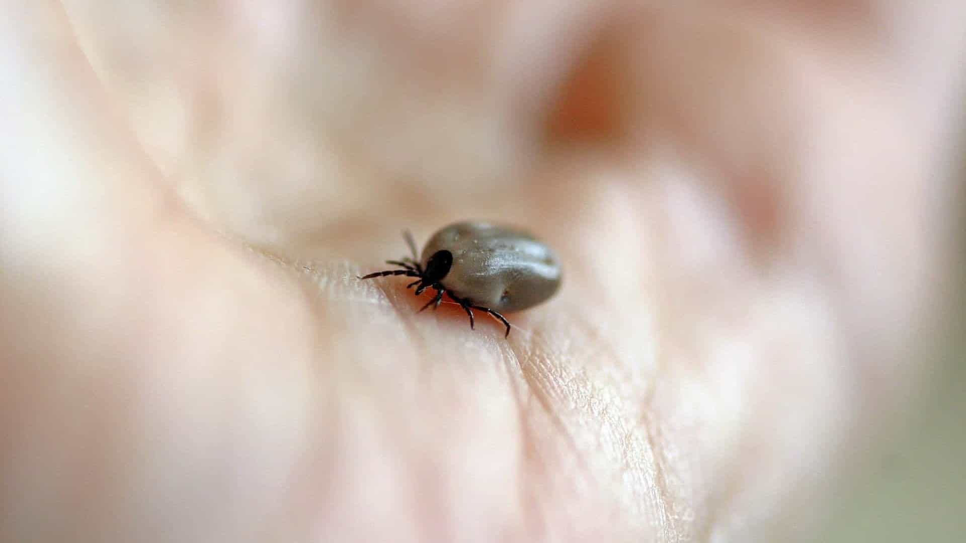 Doença de Lyme: saiba mais sobre a enfermidade causada por carrapato