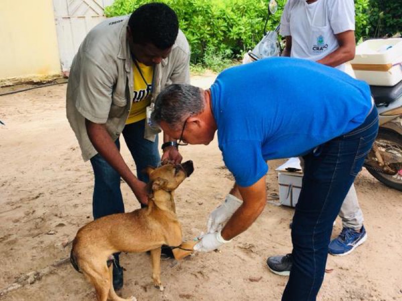 Ações que visa combater a leishmaniose canina acontecem em Crato