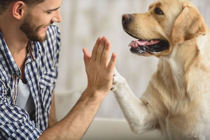 Animais de estimação não transmitem coronavírus para humanos, lembra Organização Mundial da Saúde Animal