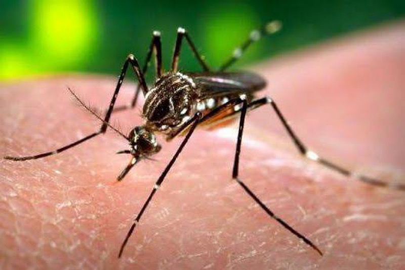 Em combate ao Aedes aegypti, Crato inicia pulverização com o carro fumacê nesta terça-feira (14)