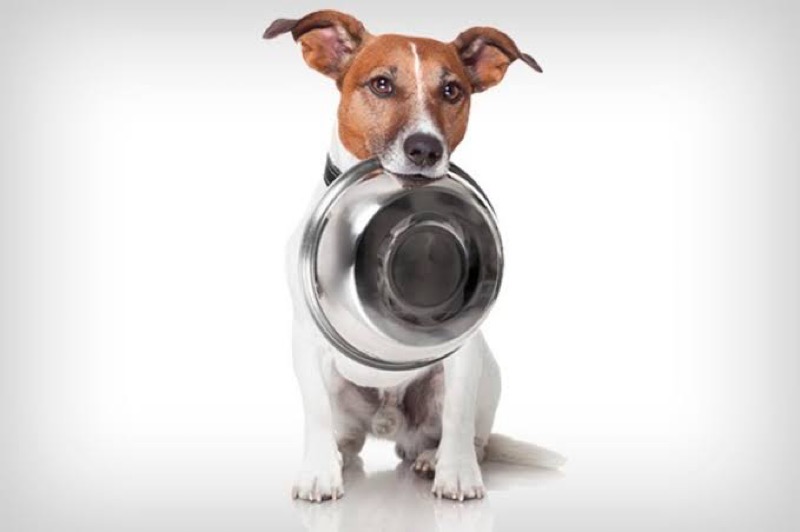 Drive Thru: associação do Crato realiza campanha de arrecadação para pets