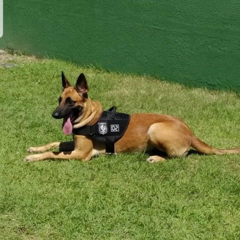 Cadela policial da Divisão de Combate ao Tráfico de Drogas da Polícia Civil doa sangue para ajudar cão doente