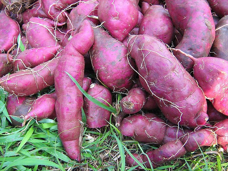 Preços da batata doce e macaxeira despencam durante a pandemia