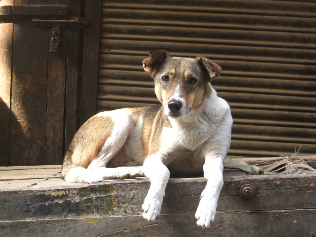 Arraiá do Chico, primeira live em prol dos animais carentes do Cariri será nesta terça-feira, 02