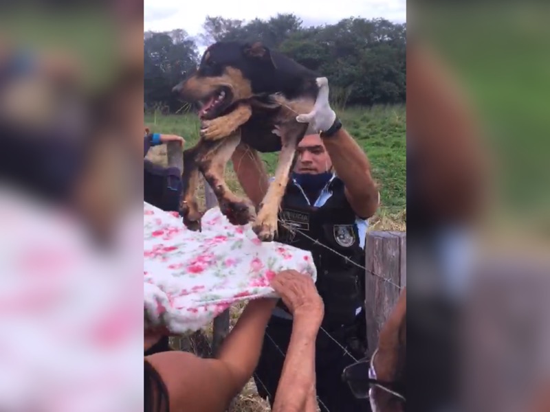 Policiais de Juazeiro do Norte resgatam cadela após ser arrastada por motoqueiro no asfalto e jogada em matagal