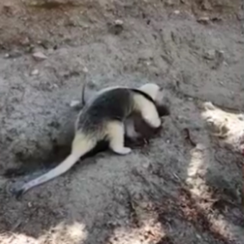 Filhote de tamanduá-mirim é resgatado em distrito de Jucás, no Centro-Sul do Ceará