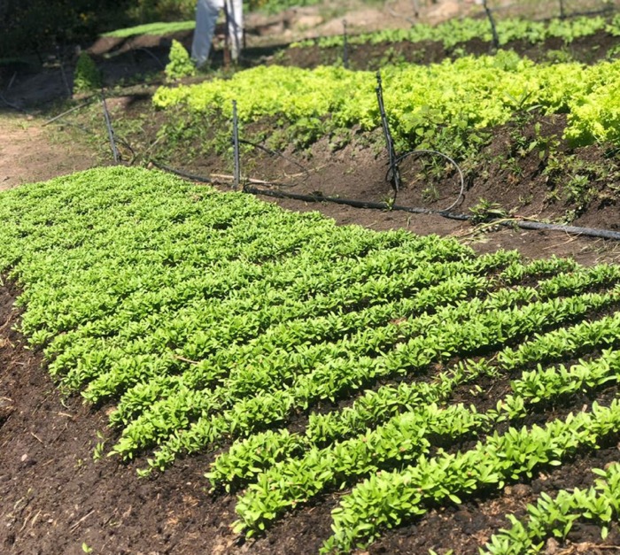 Venda de alimentos ajuda a manter projetos sociais da Aliança de Misericórdia, no Cariri