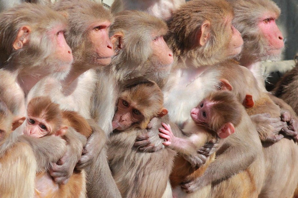 Mistura de anticorpos protegeu macacos e hamsters da Covid-19, diz estudo