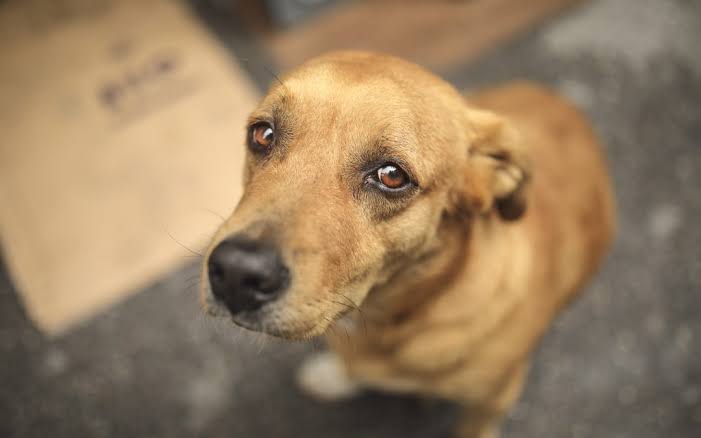 Projeto aumenta pena para quem cometer maus-tratos a cães e gatos