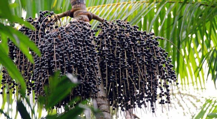 Estudo canadense investiga uso do açaí no tratamento da covid-19
