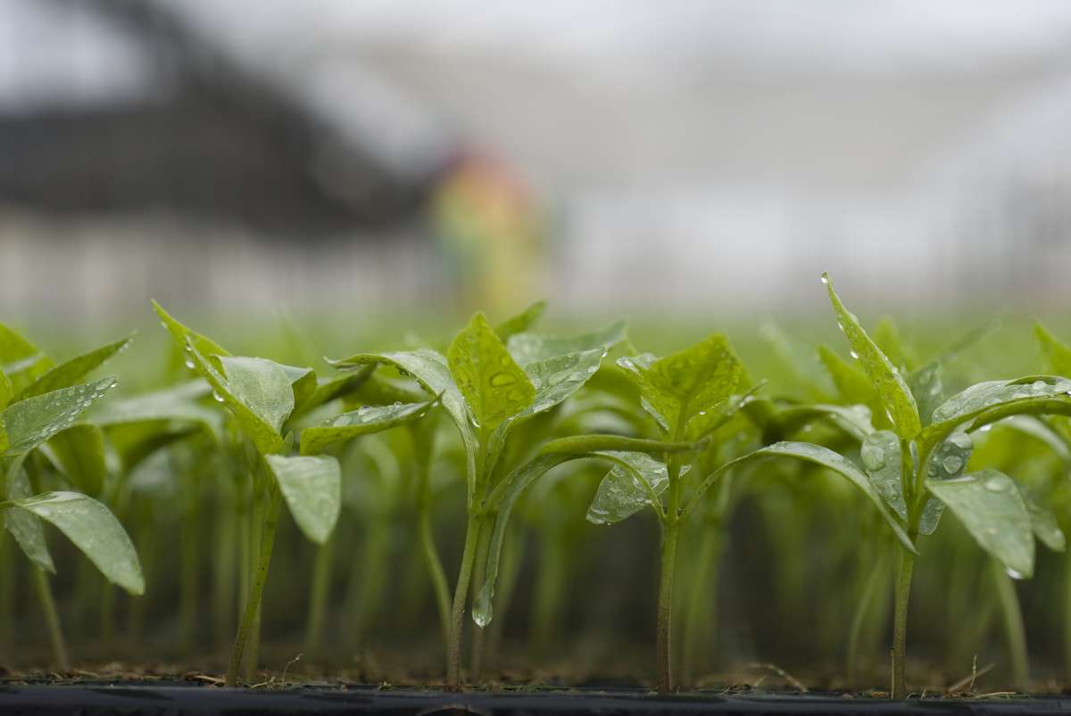 Hora de Plantar abre credenciamento para fornecimento mudas e manivas