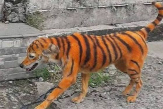 Cachorro é encontrado com pintura de tigre e causa revolta