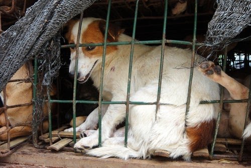 Após ser aprovada no Senado, lei que prevê pena para quem maltratar animais segue para sanção