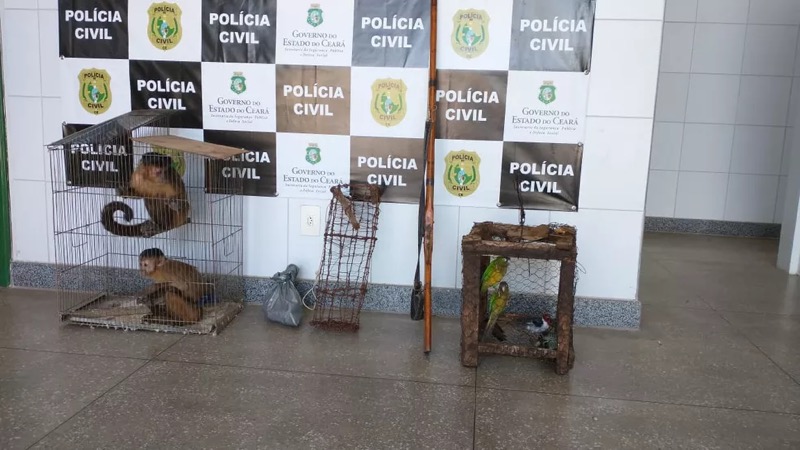 Macacos-pregos, aves silvestres e arma são apreendidos pela polícia em Assaré