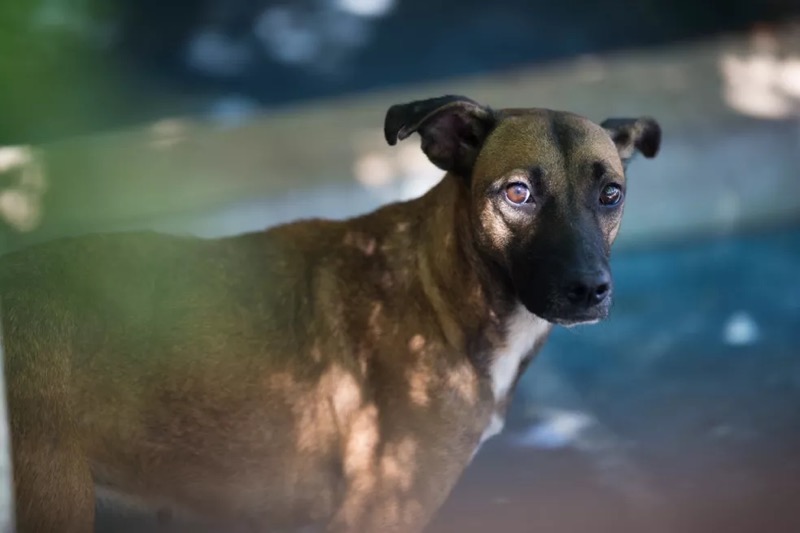 Lei que obriga socorro a animais atropelados entra em vigor no Ceará