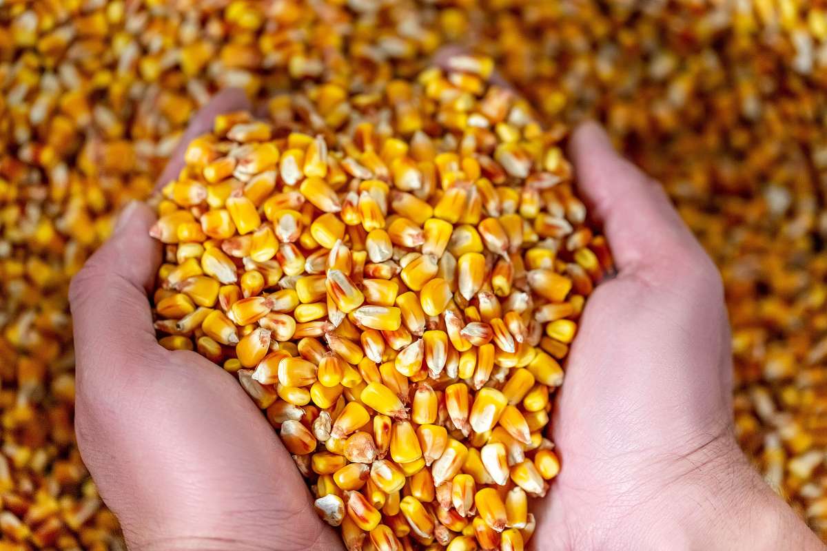 Programa Hora de Plantar inicia distribuição de sementes em Farias Brito