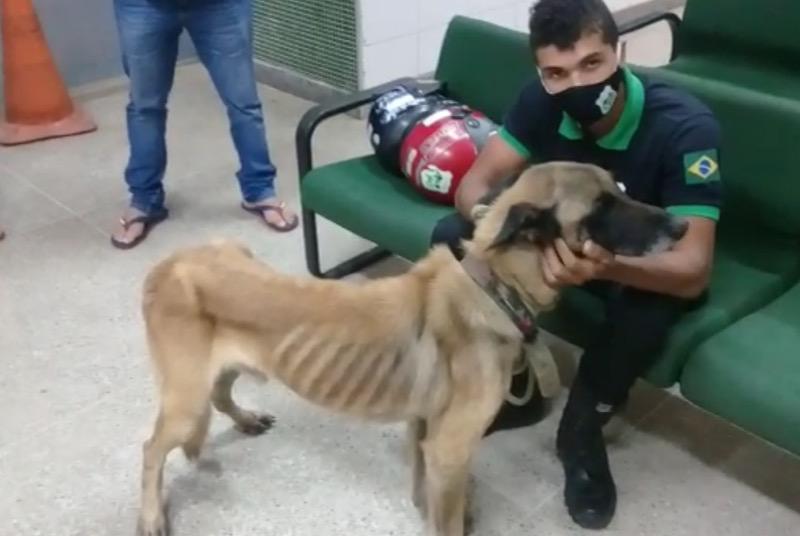 Cão é resgatado acorrentado sem água e comida em chácara de professor na cidade do Crato