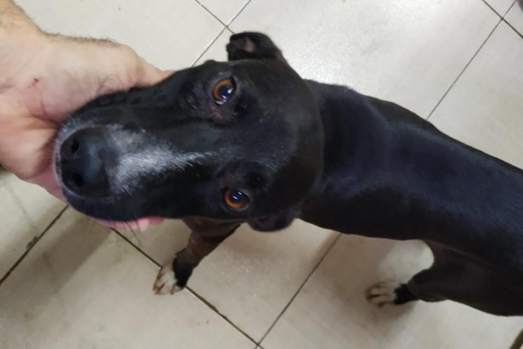 Juazeiro: Cachorro que entrou em clínica veterinária “pedindo” ajuda é adotado e ganha nome