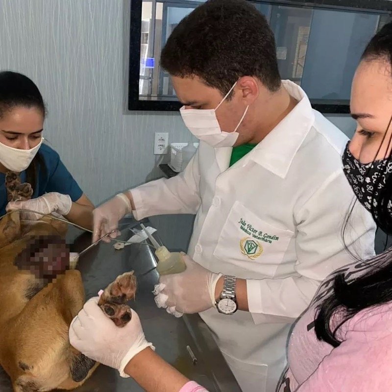 Dois cães são esfaqueados no município do Crato; polícia investiga o caso