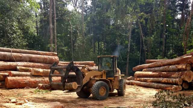 Brechas das leis estaduais estimulam desmatamento na Amazônia, diz estudo