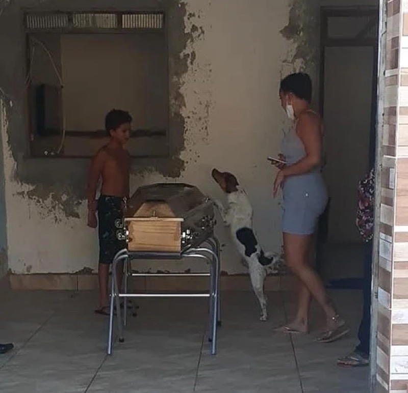 Cachorro chora e acompanha velório da dona ao lado do caixão em Camaçari, na Bahia