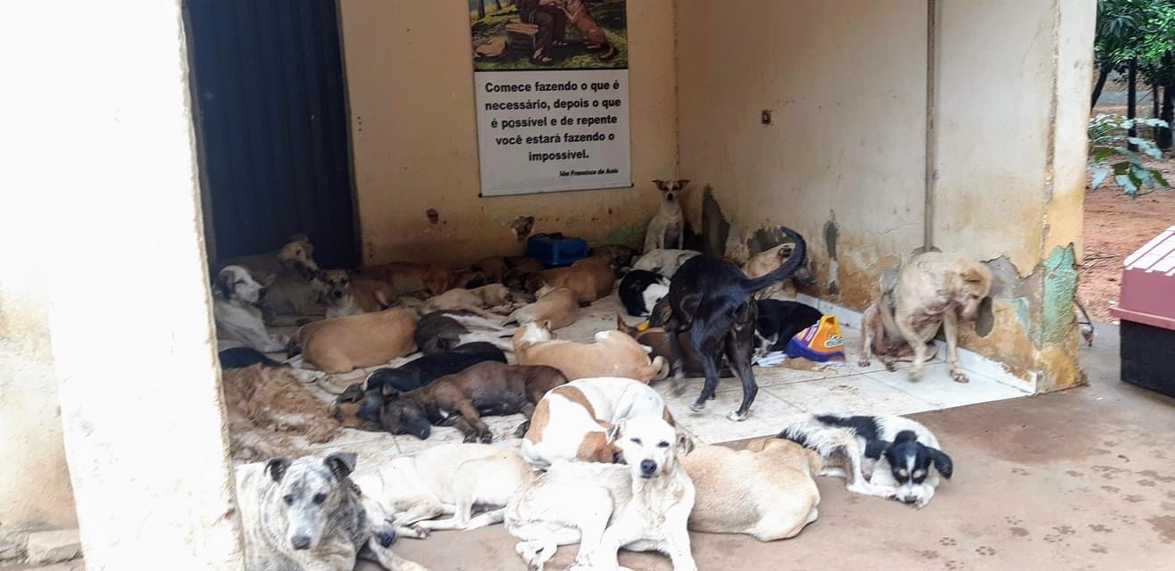 Jacqueline Gouveia faz apelo por doações para abrigo de animais abandonados: “meu salário não é suficiente”