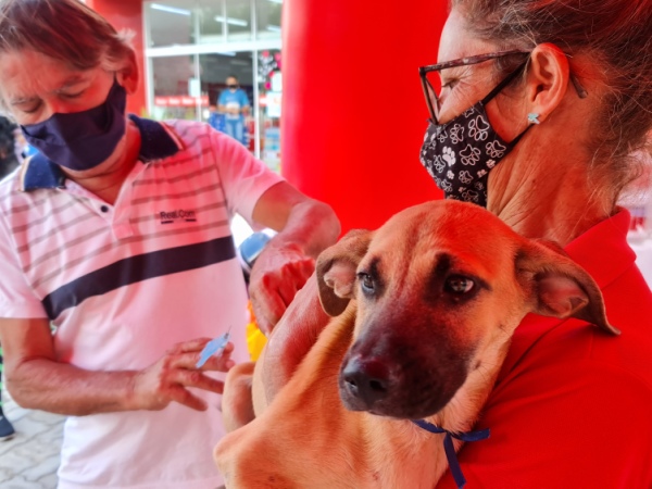 Crato faz censo populacional de cães e gatos para aperfeiçoar políticas públicas de saúde animal