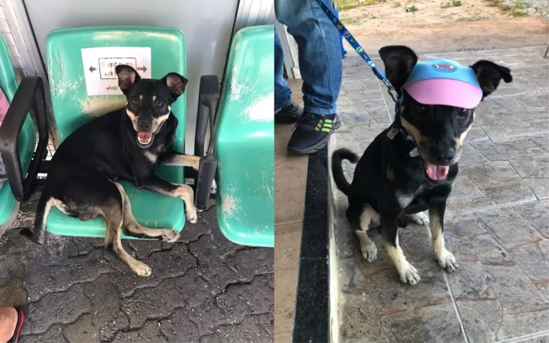 Cão passa dois meses em porta de hospital esperando dono falecido