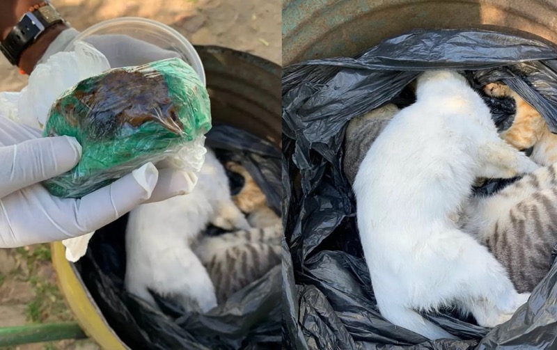 Polícia investiga extermínio de gatos no Crato